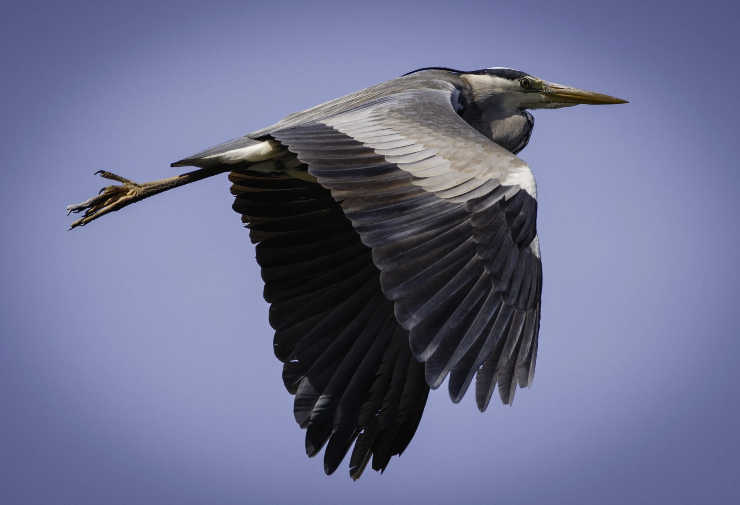 Birds 5