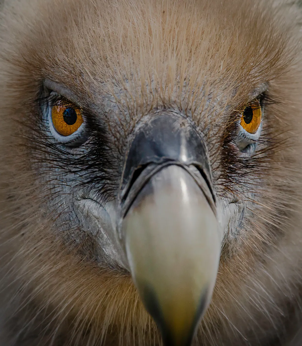 Birds 8