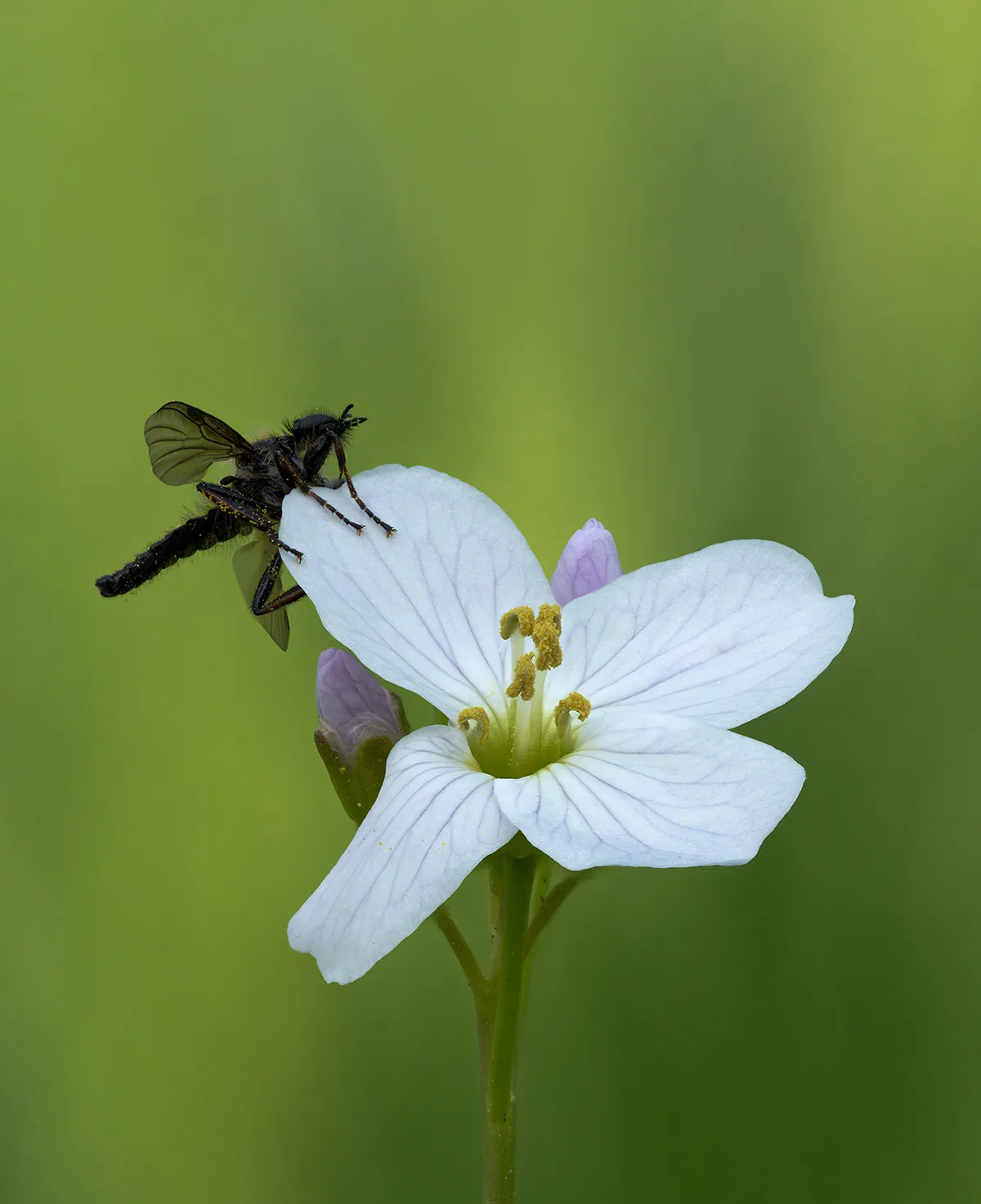 Flowers 11
