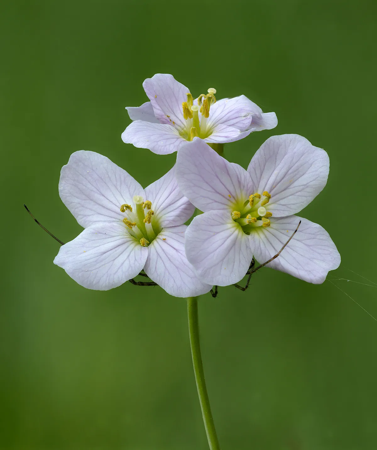 Flowers 12