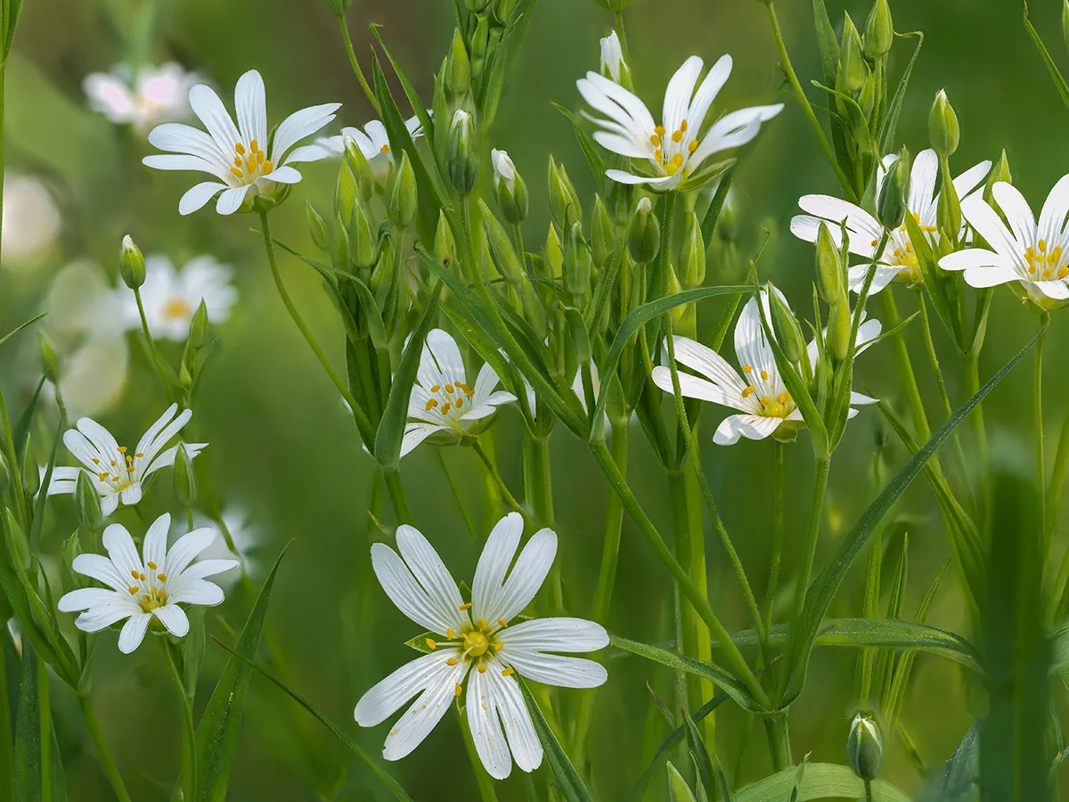 Flowers 13
