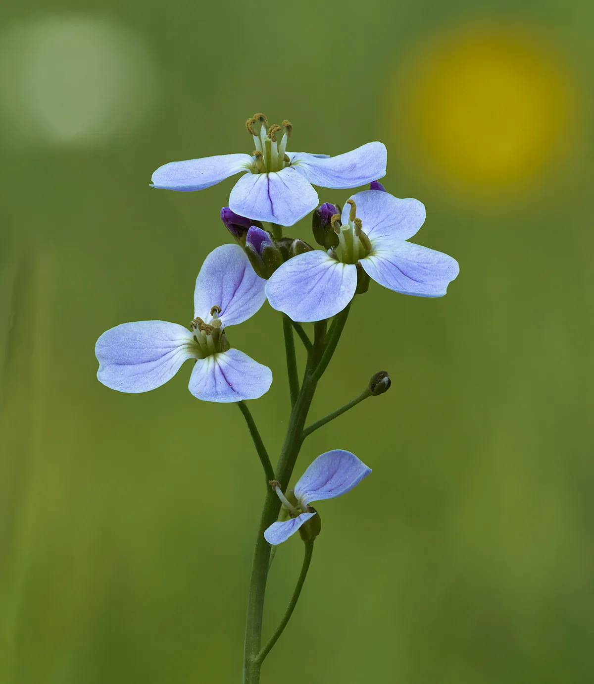 Flowers 14