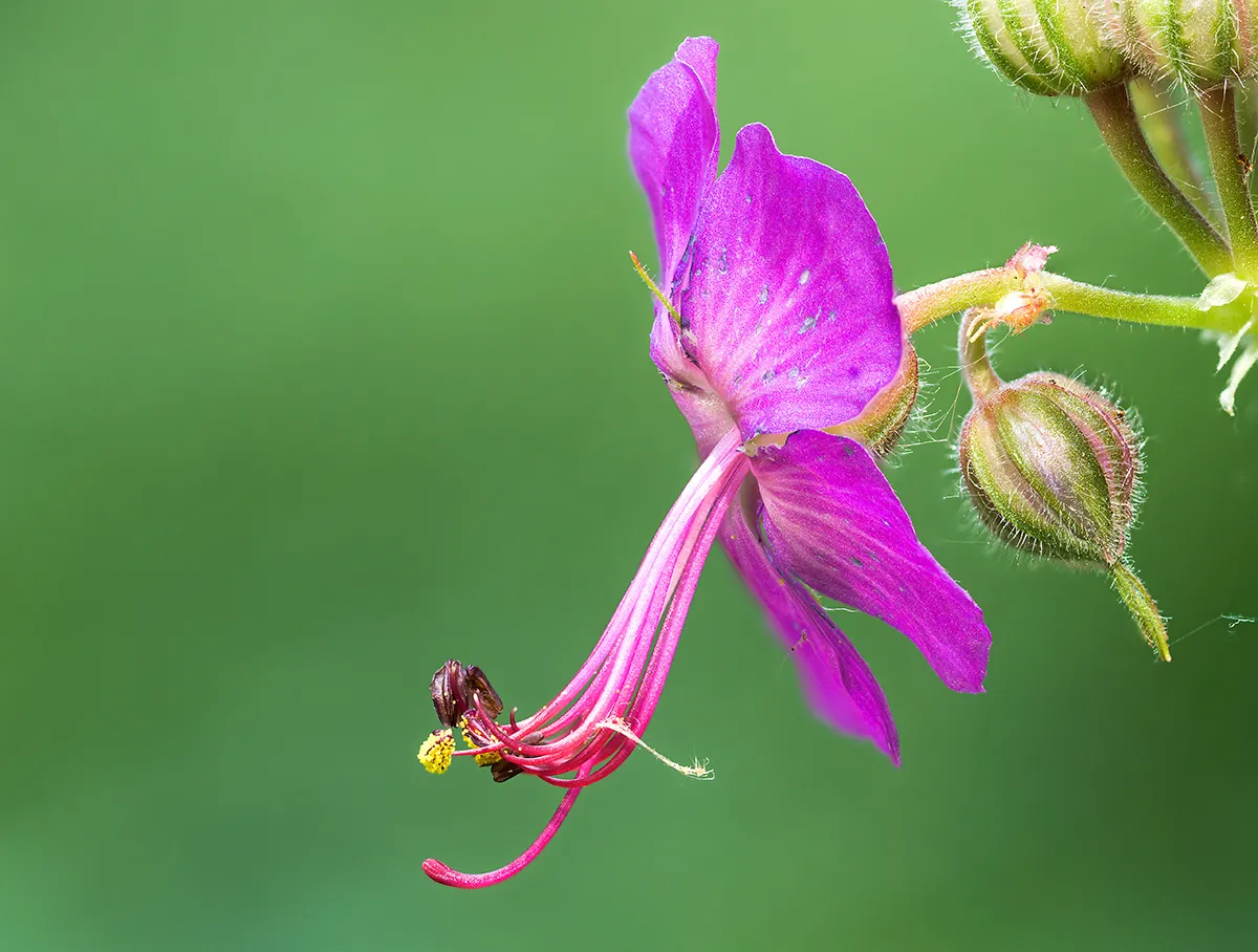 Flowers 16