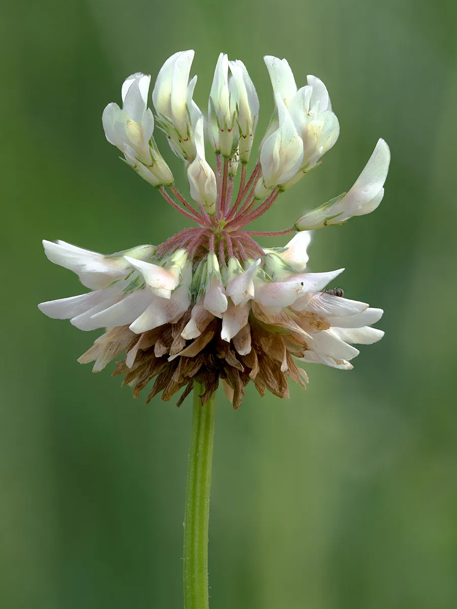 Flowers 17