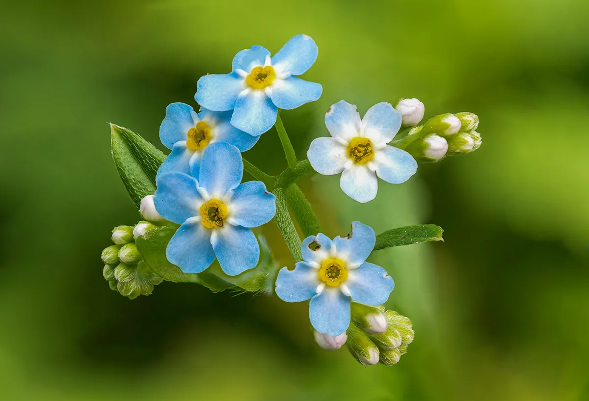 Flowers 18