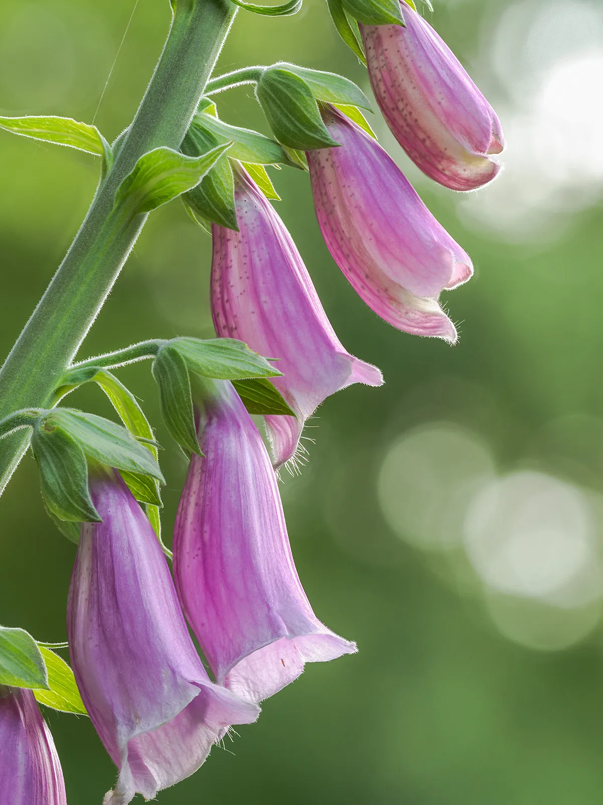 Flowers 20