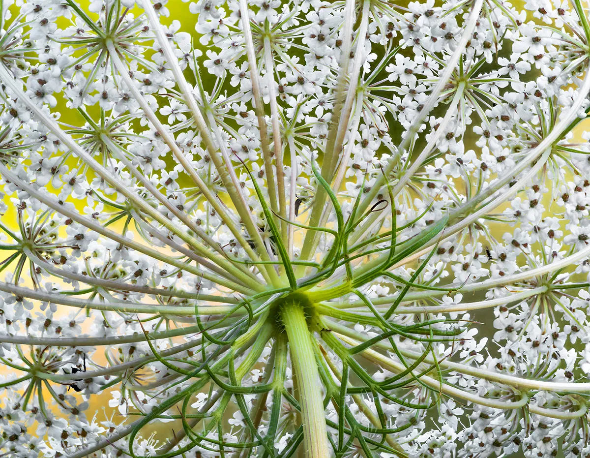 Flowers 21