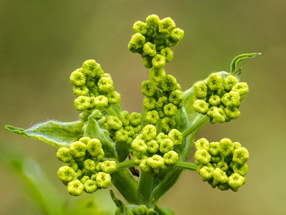 Flowers 22