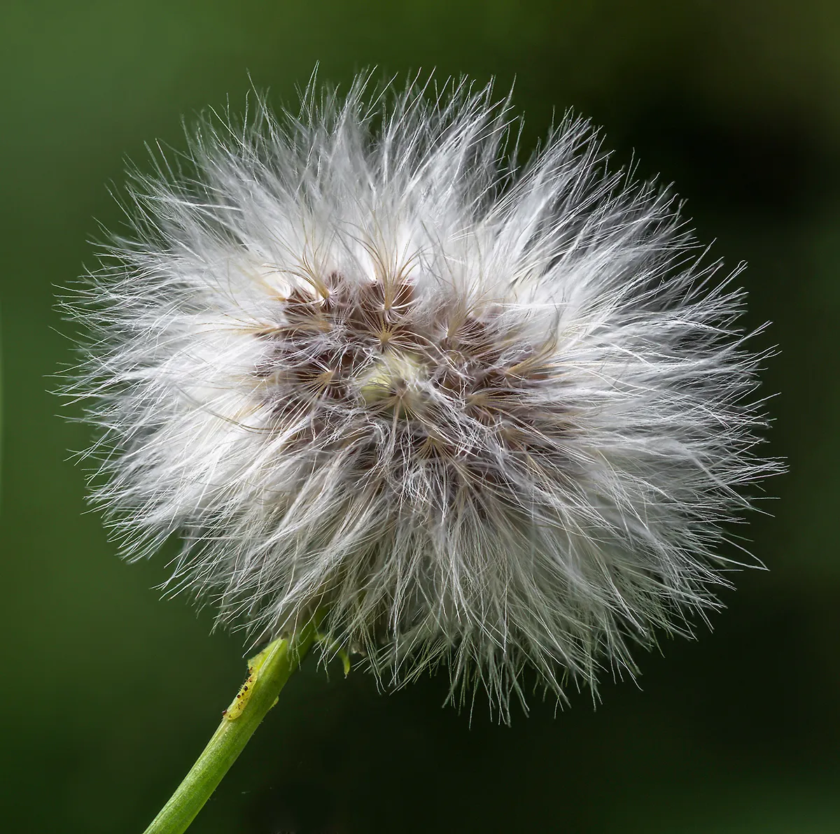 Flowers 23