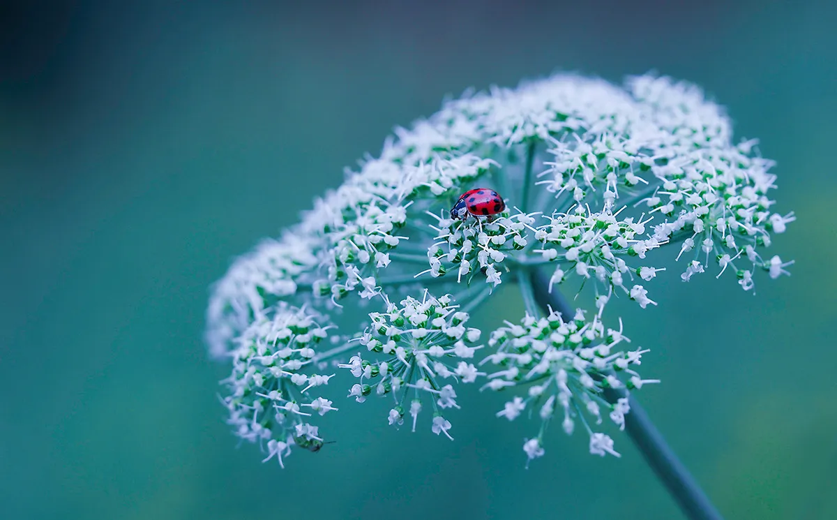 Flowers 25