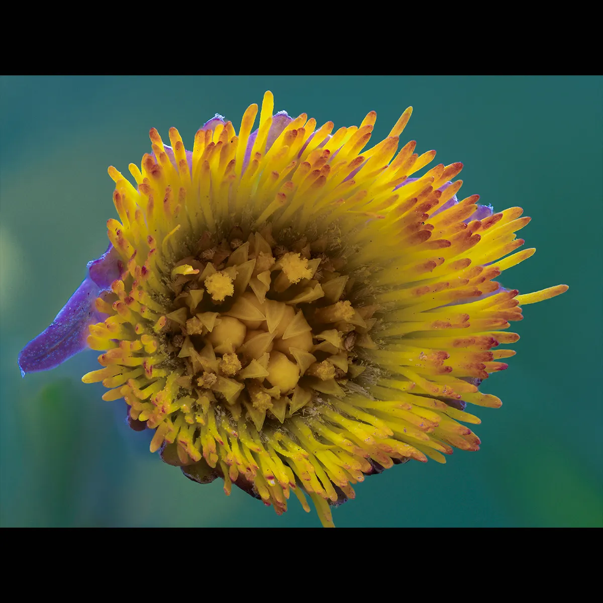 Flowers 27