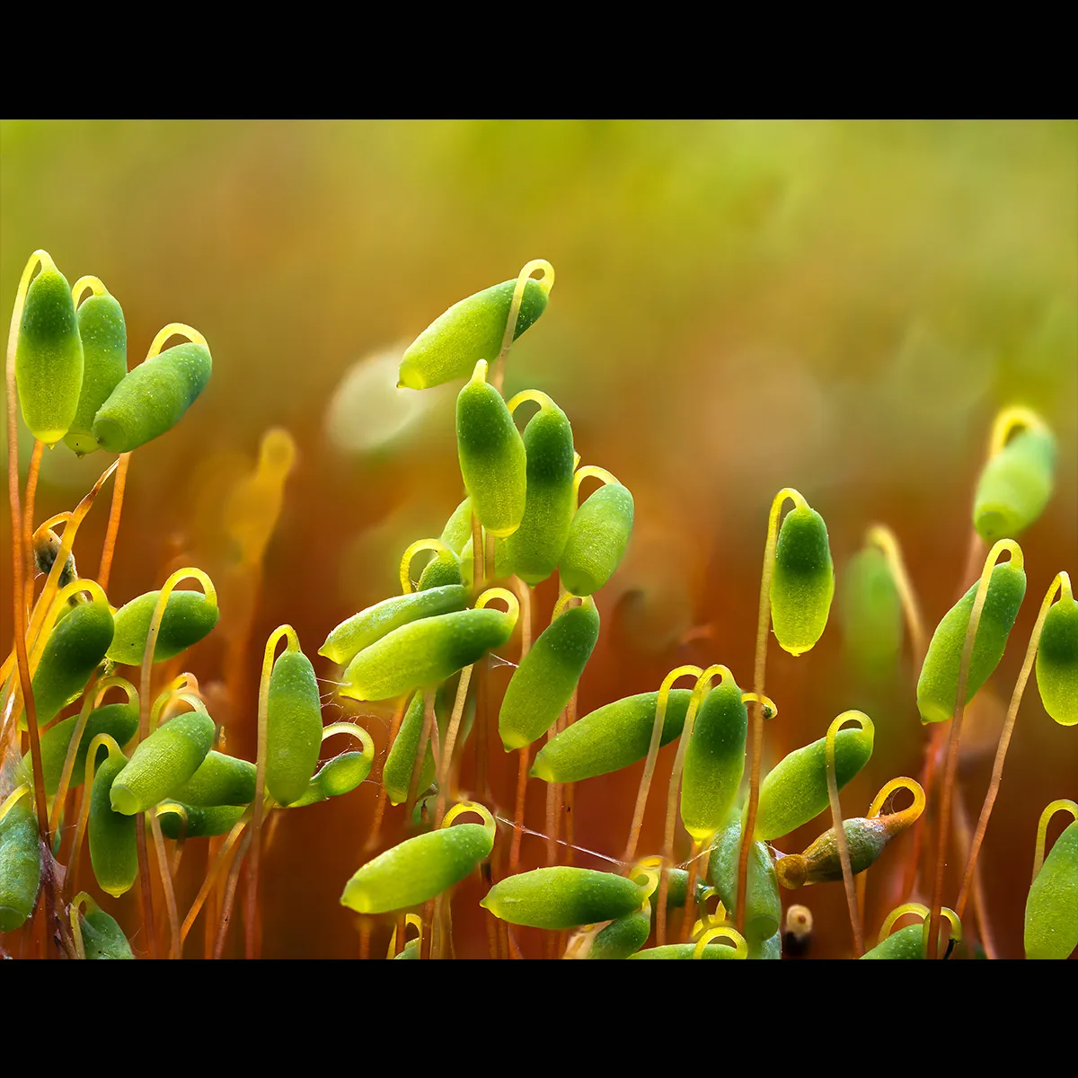 Flowers 28
