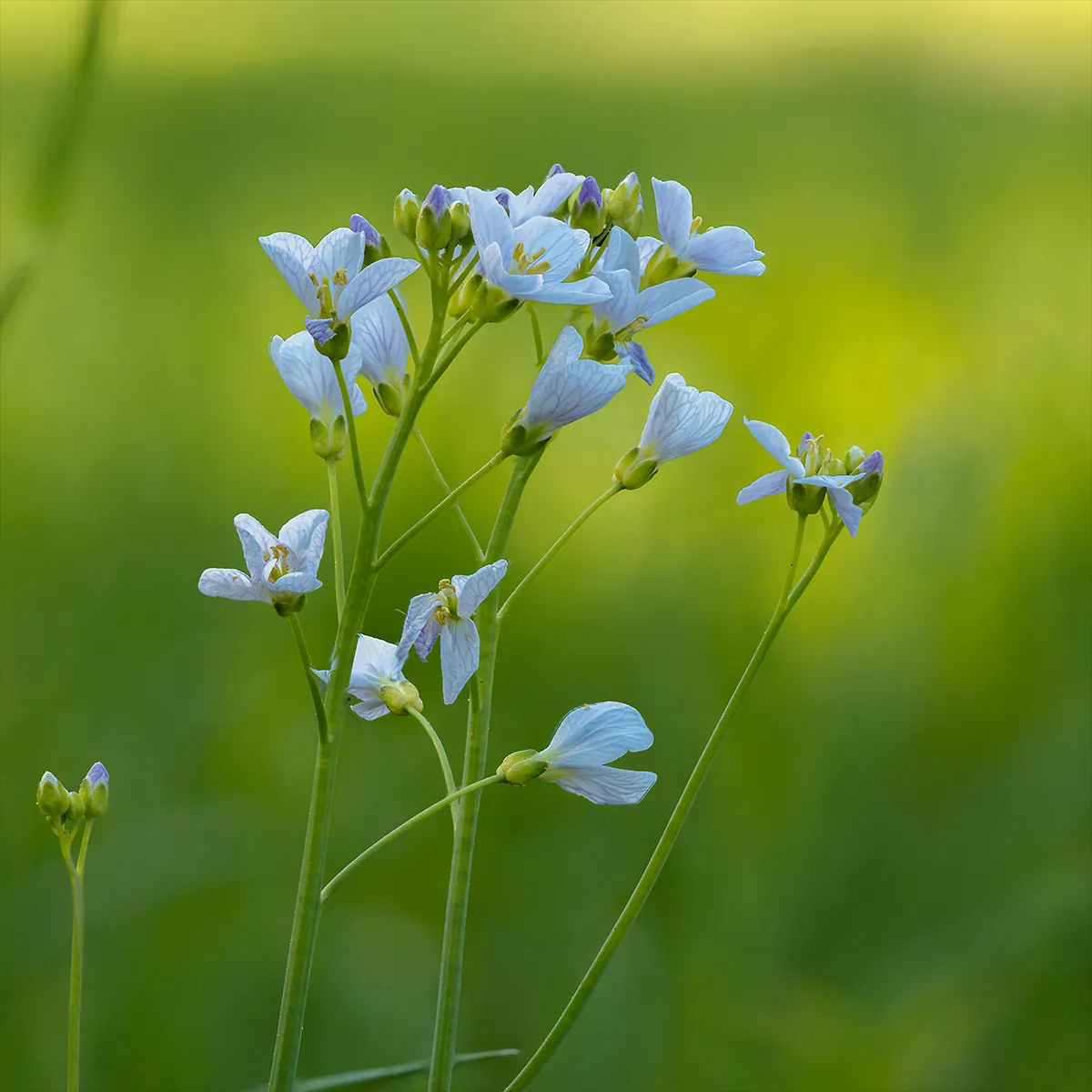 Flowers 29