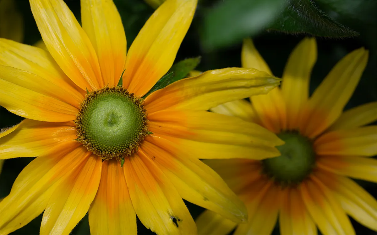 Flowers 4