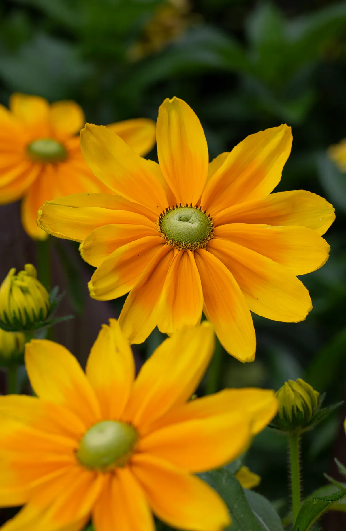 Flowers 5