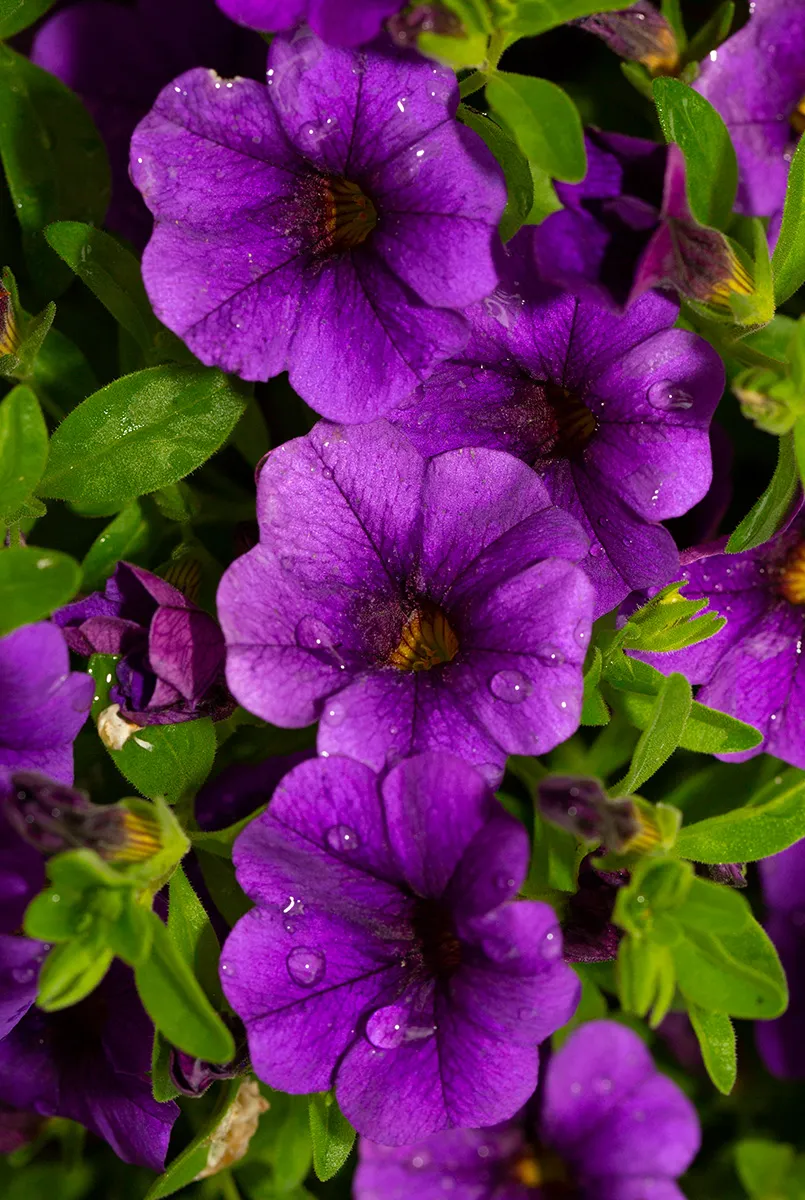 Flowers 9