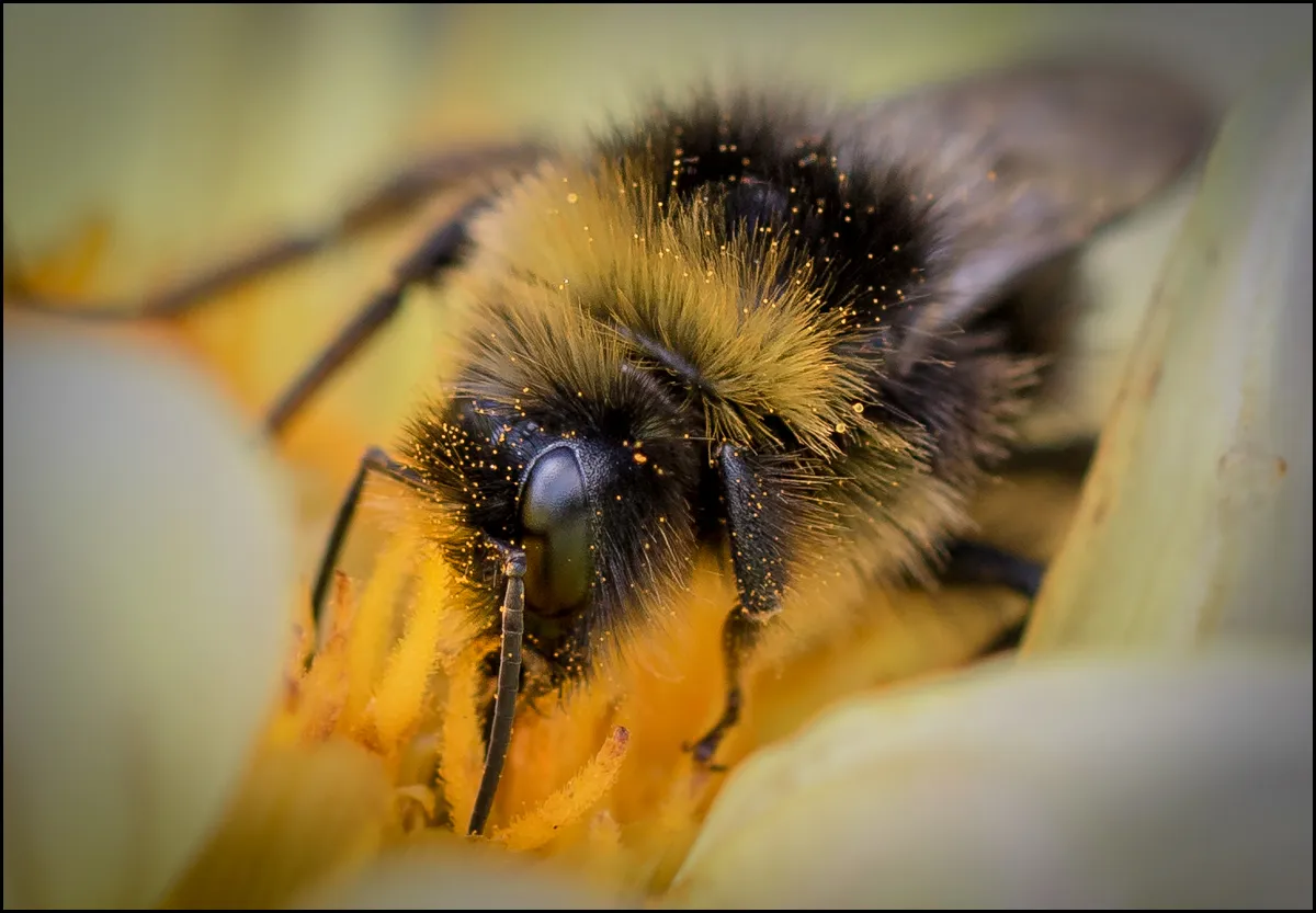 Bees Bumblebees 1