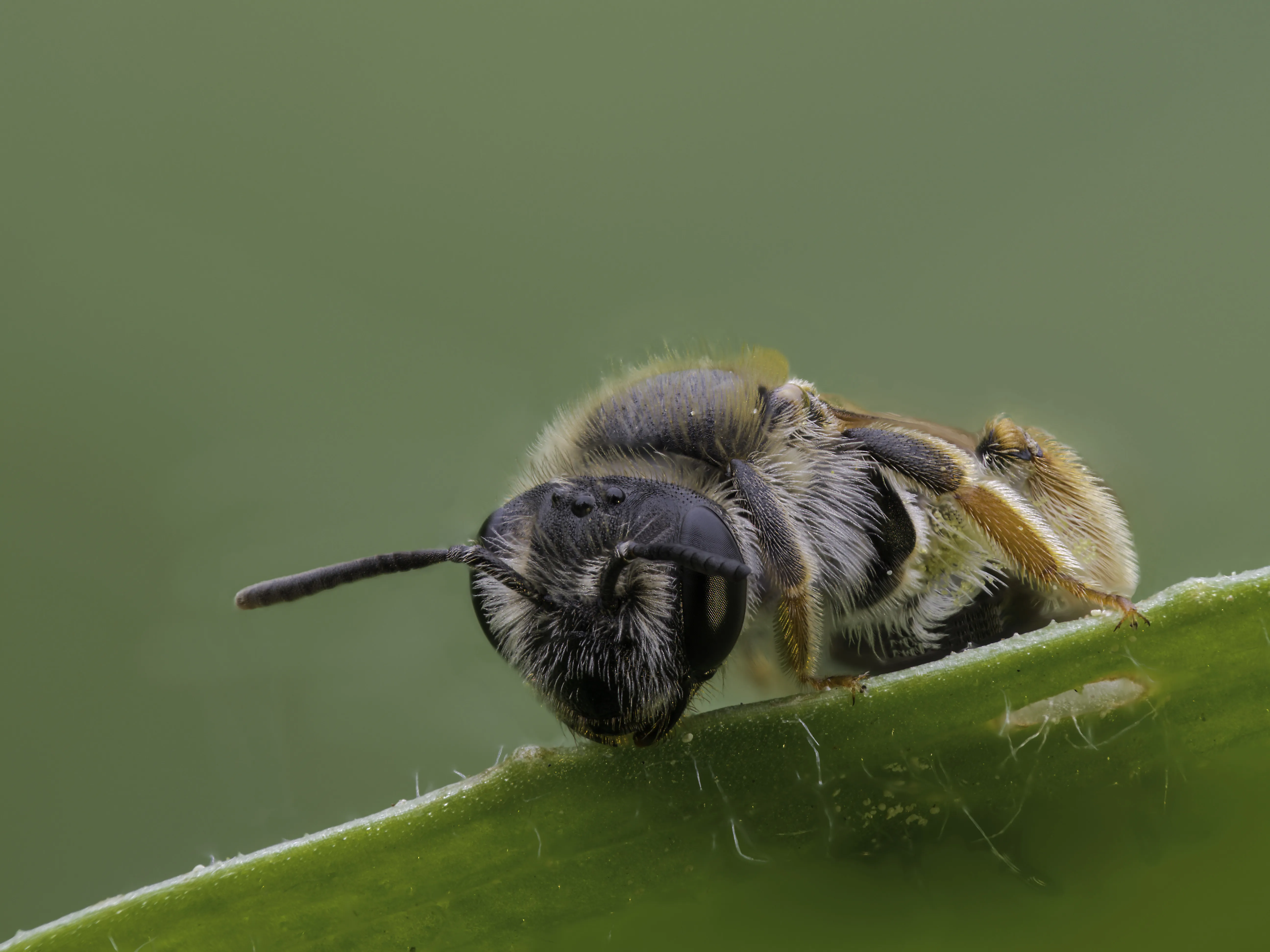 Bees Bumblebees 10