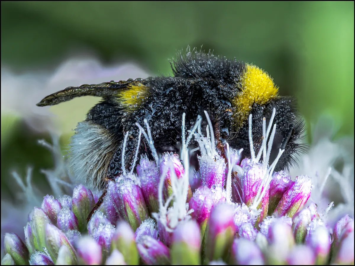 Bees Bumblebees 13