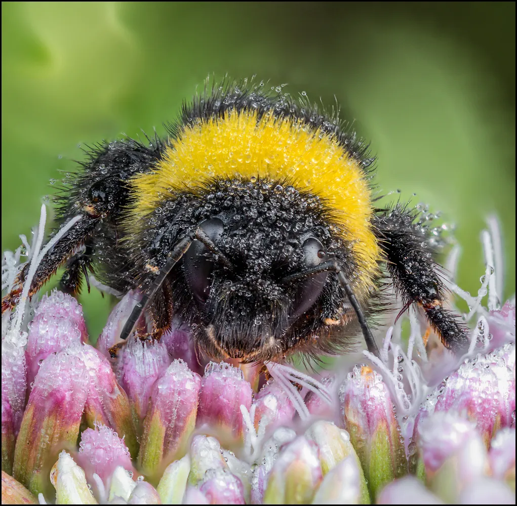 Bees Bumblebees 14
