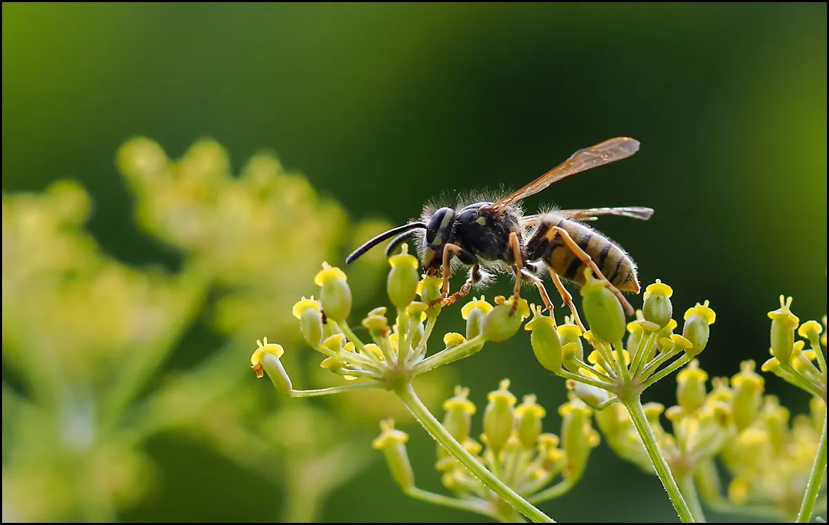 Bees Bumblebees 17