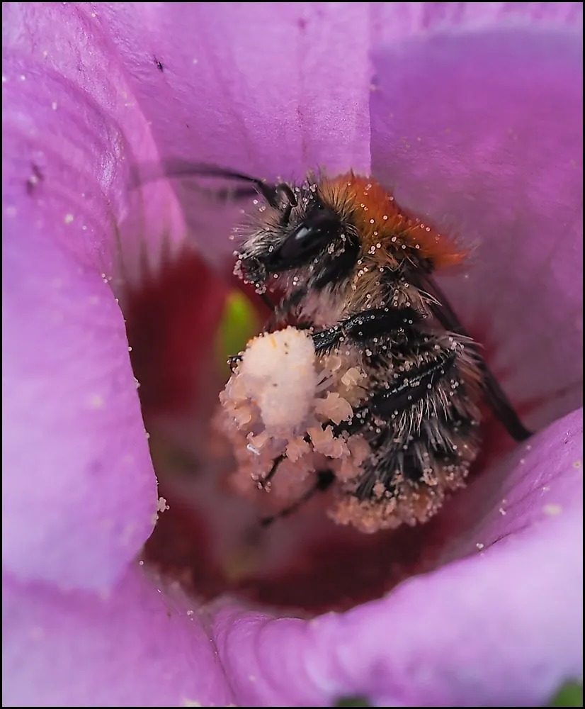 Bees Bumblebees 18