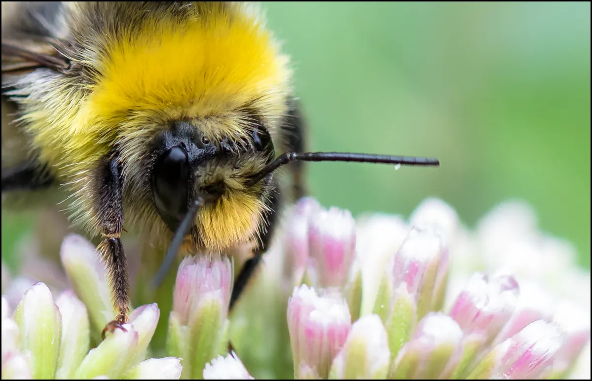 Bees Bumblebees 2