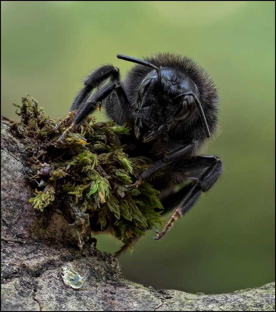 Bees Bumblebees 20