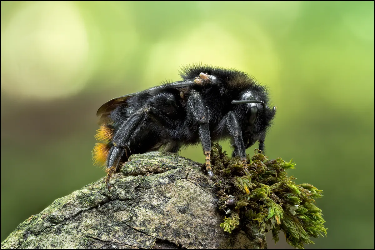 Bees Bumblebees 21