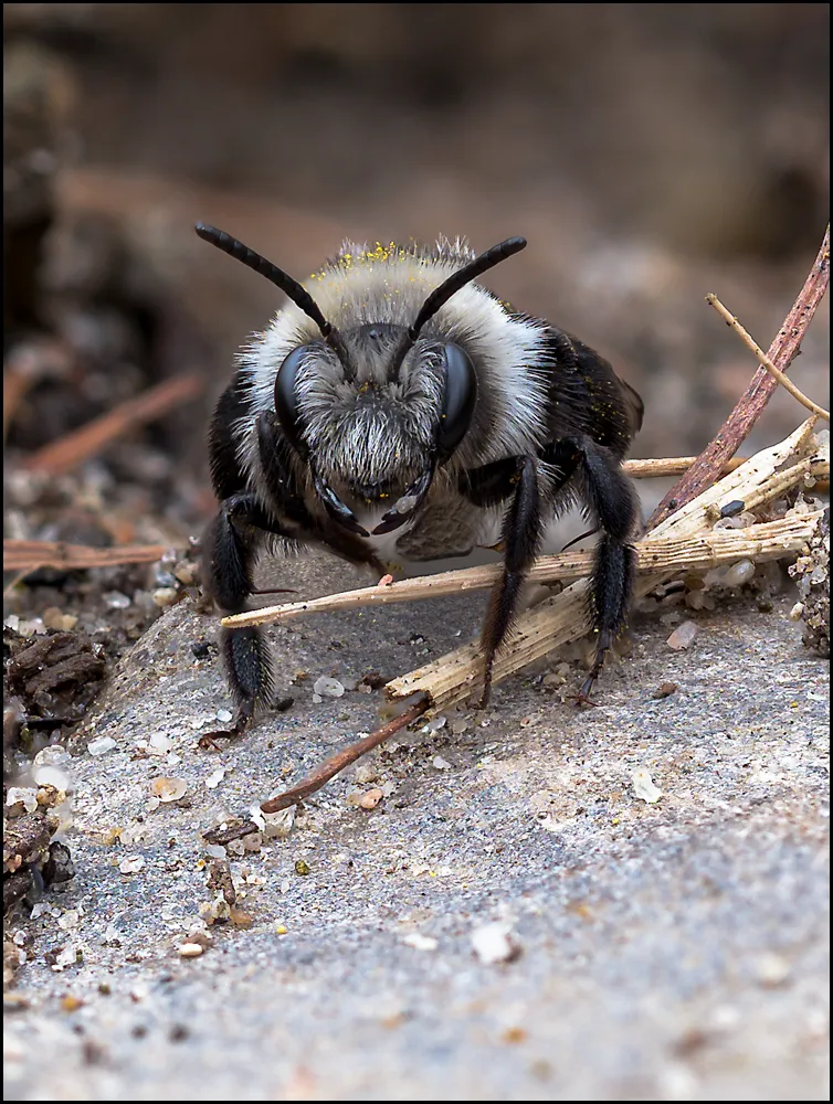 Bees Bumblebees 22