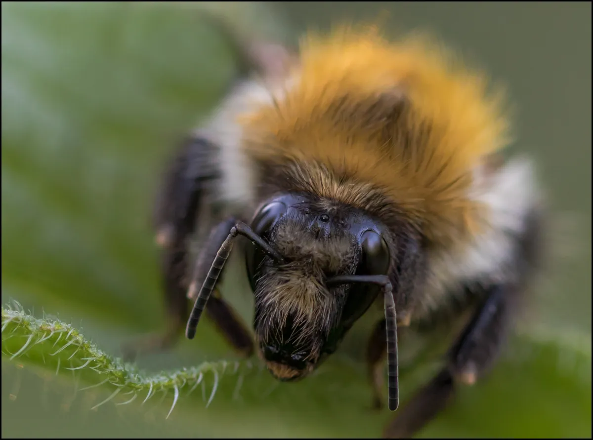 Bees Bumblebees 5
