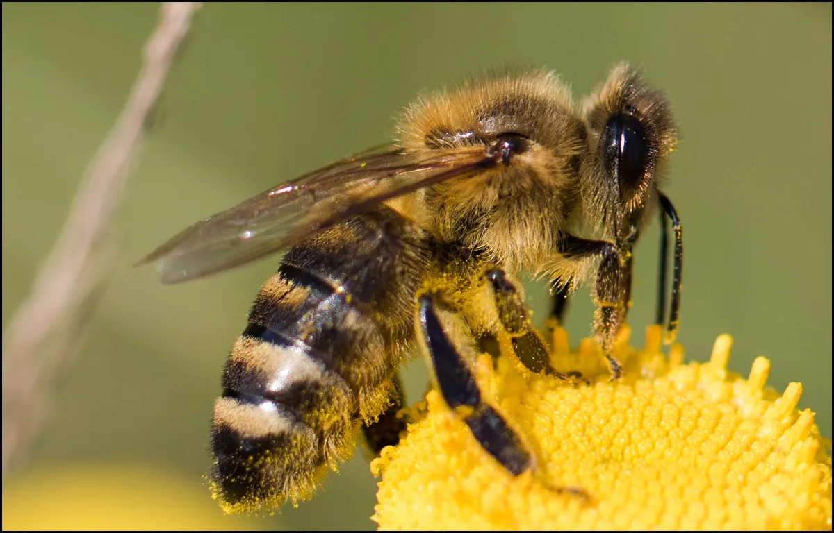 Bees Bumblebees 6