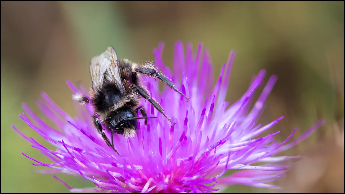 Bees Bumblebees 7