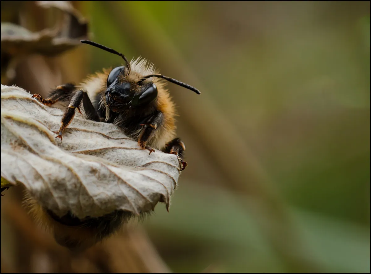 Bees Bumblebees 9