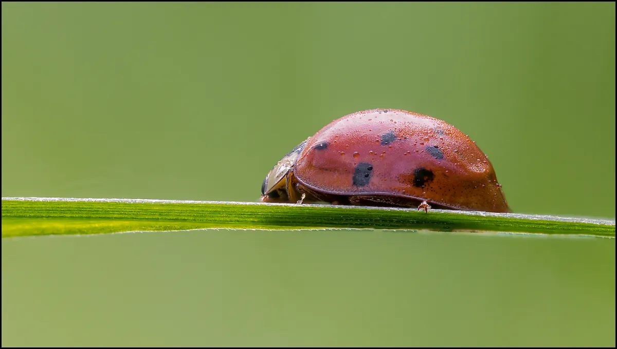 Ladybug 10