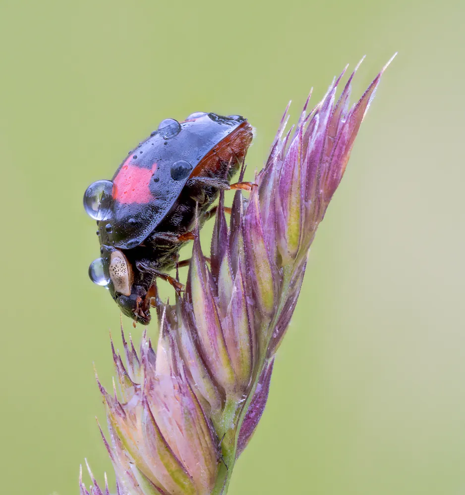 Ladybug 12