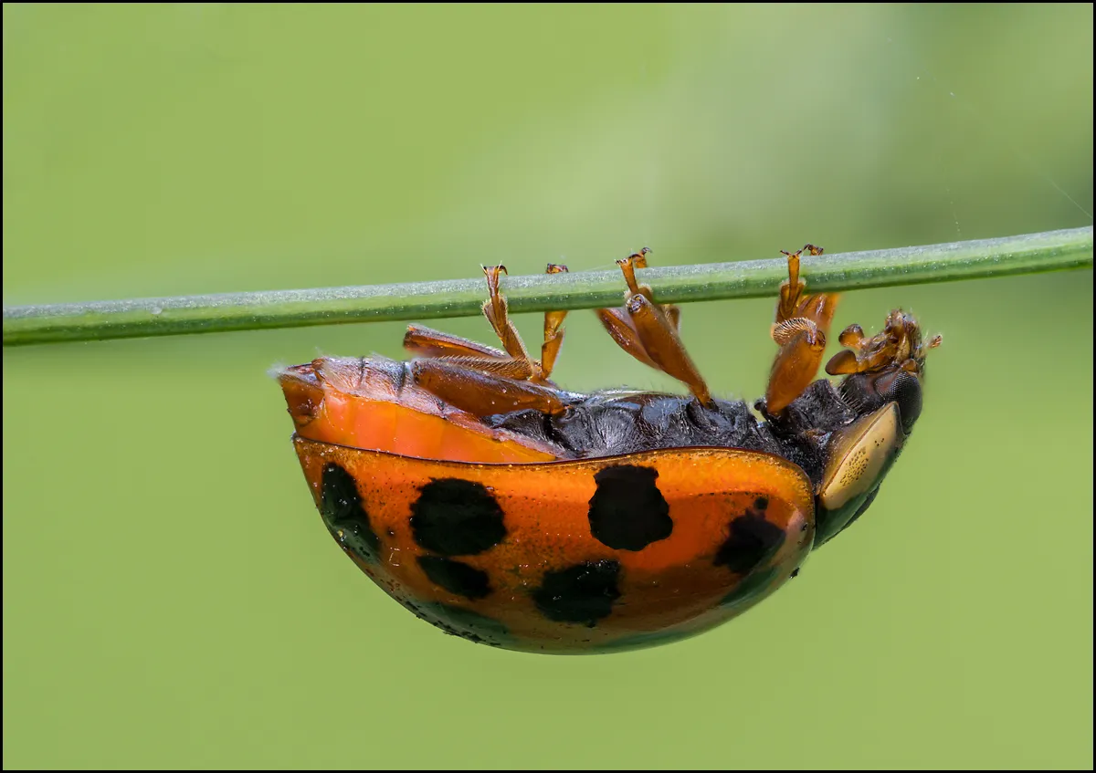 Ladybug 6