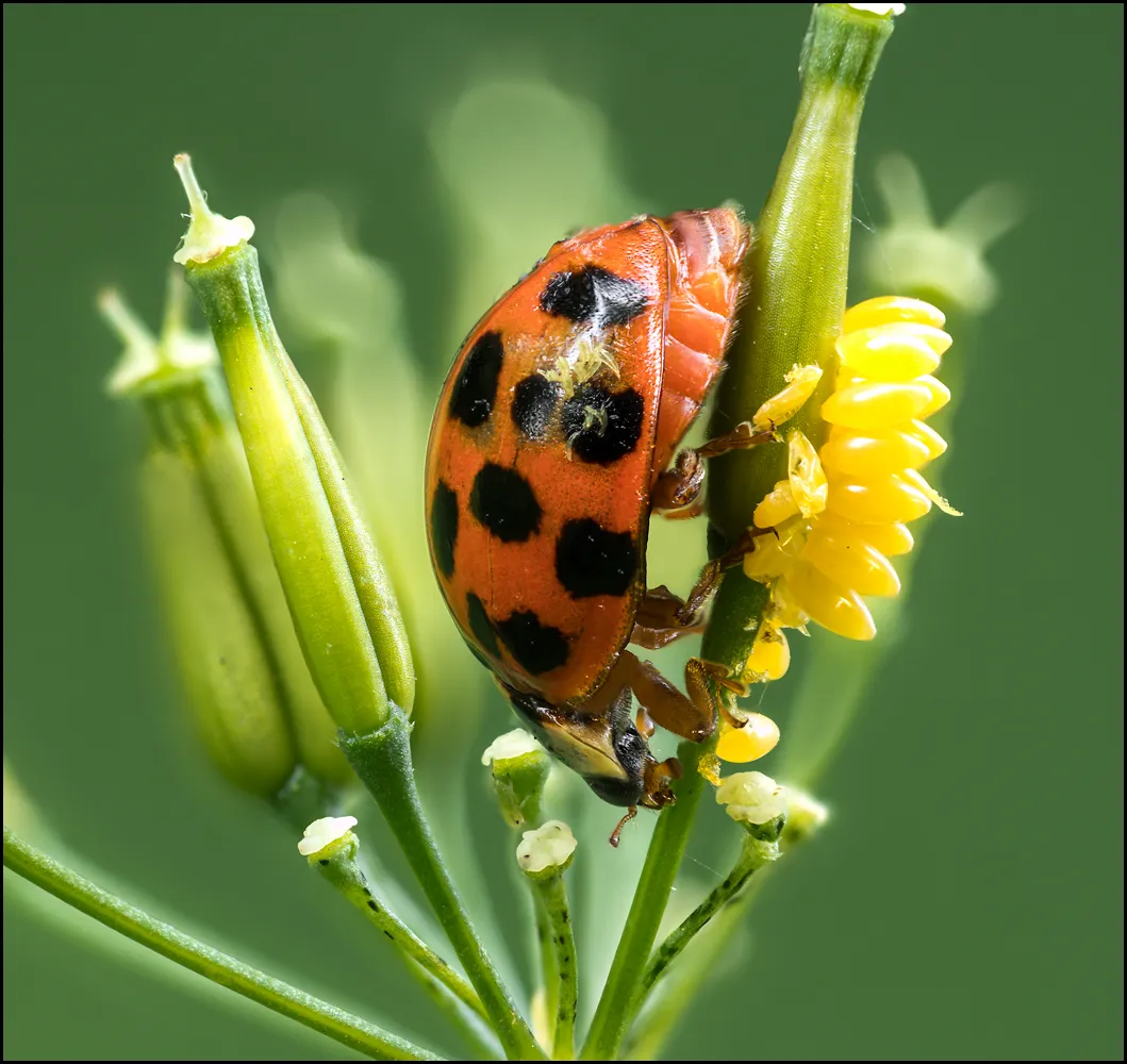 Ladybug 7