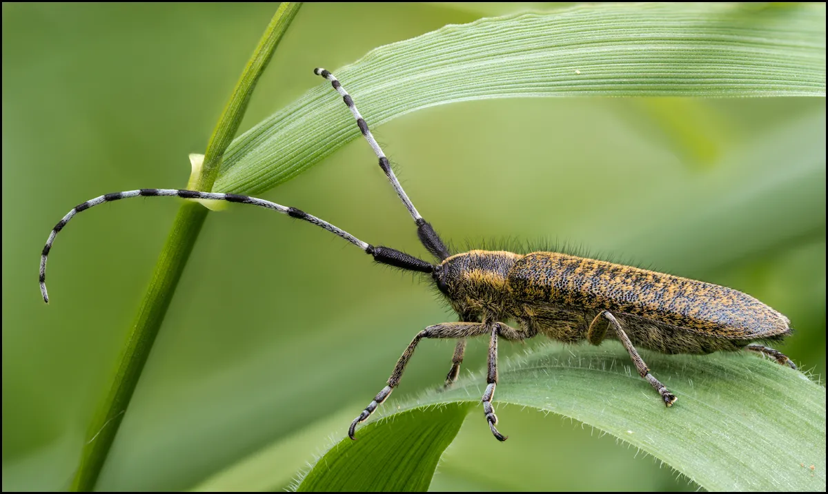 Longhorn Beetle 5