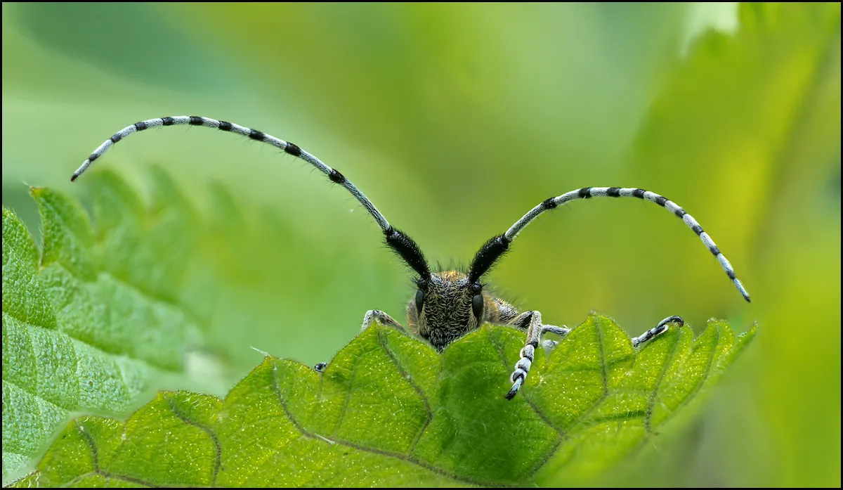 Longhorn Beetle 7