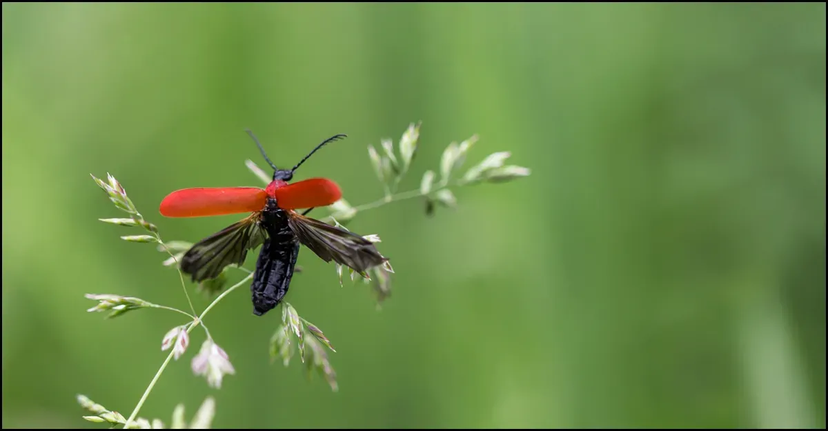 Soldier Beetles 1