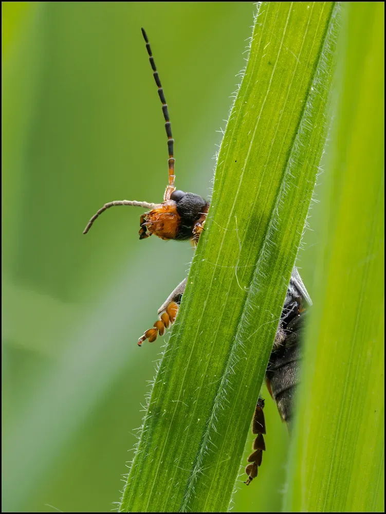 Soldier Beetles 4