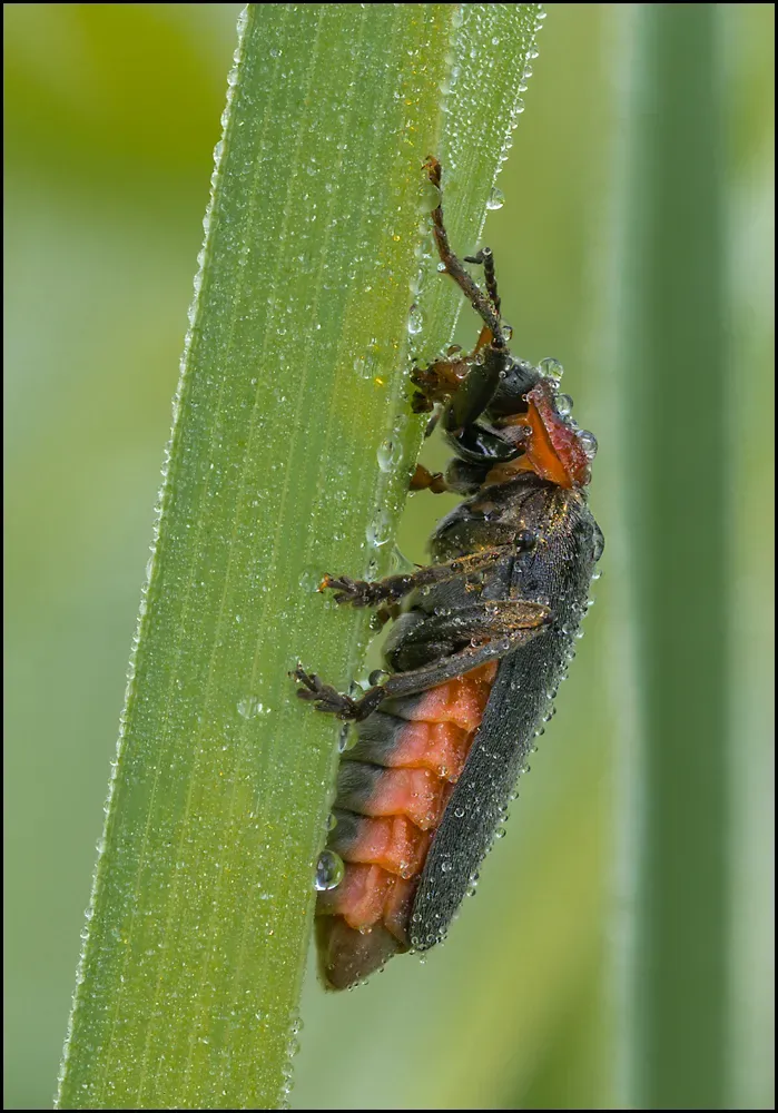 Soldier Beetles 5