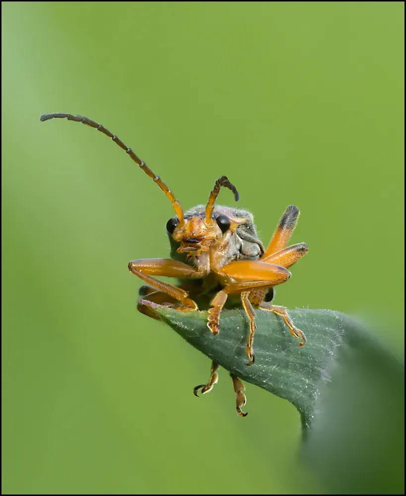 Soldier Beetles 6