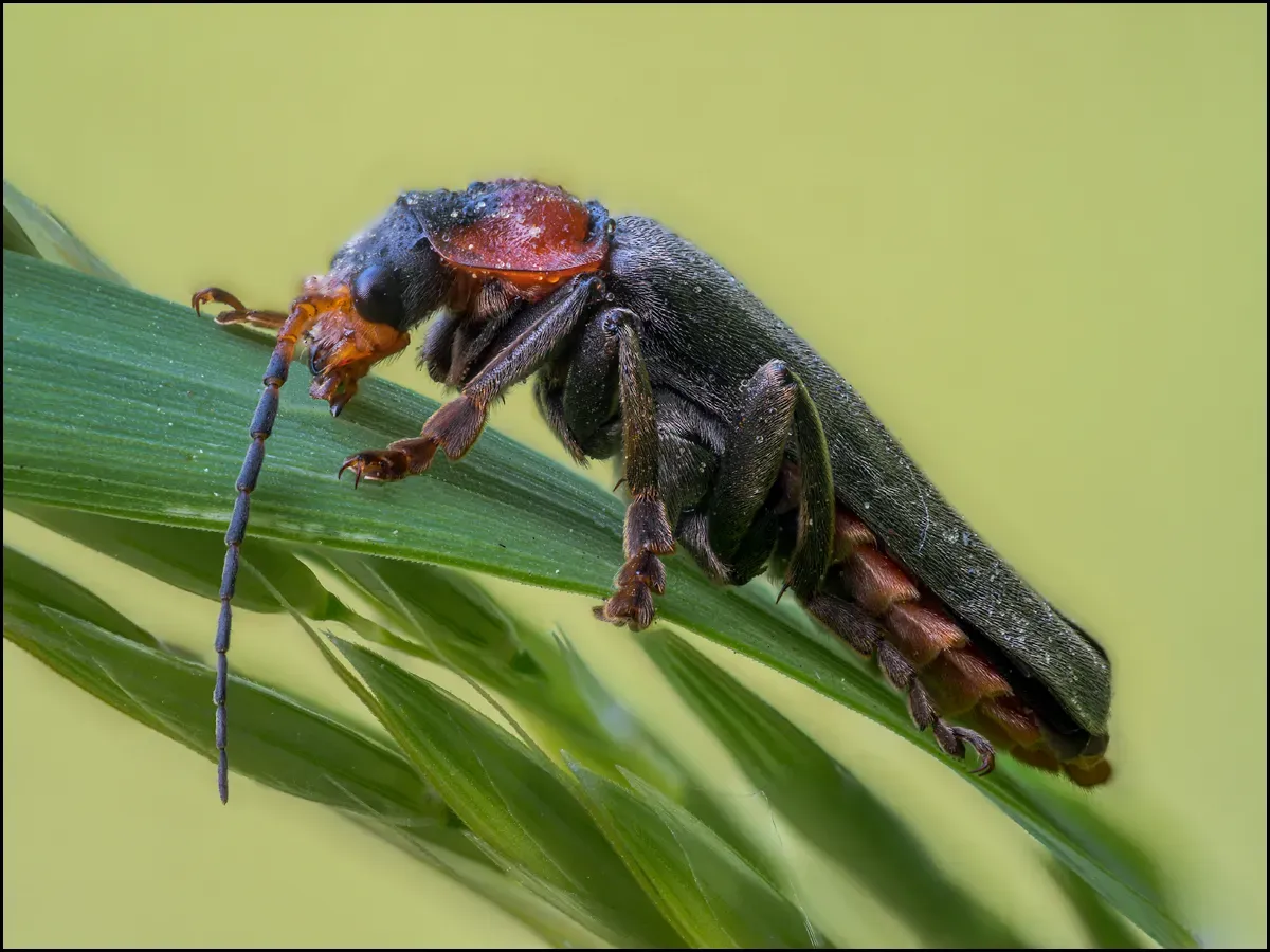 Soldier Beetles 7