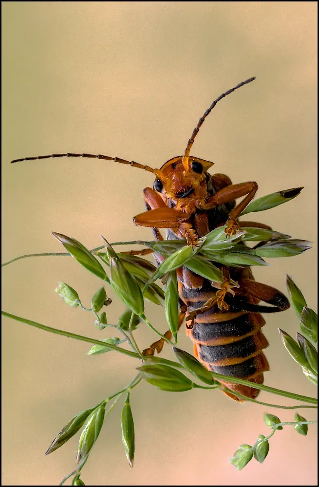 Soldier Beetles 11