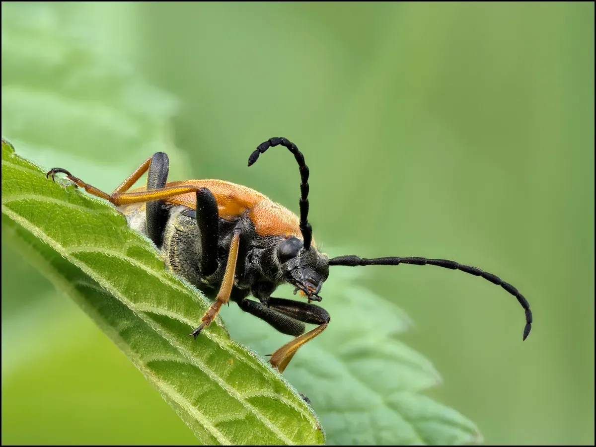 Soldier Beetles 13