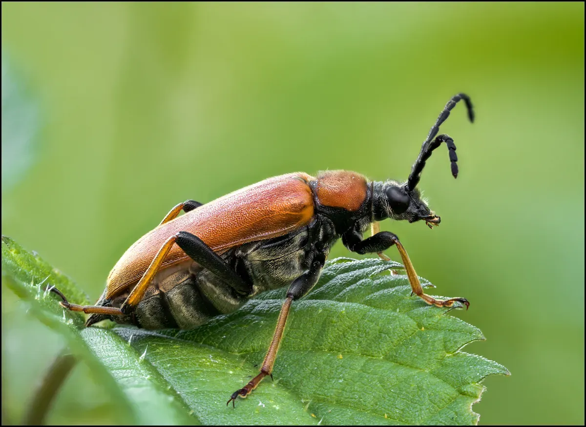 Soldier Beetles 14