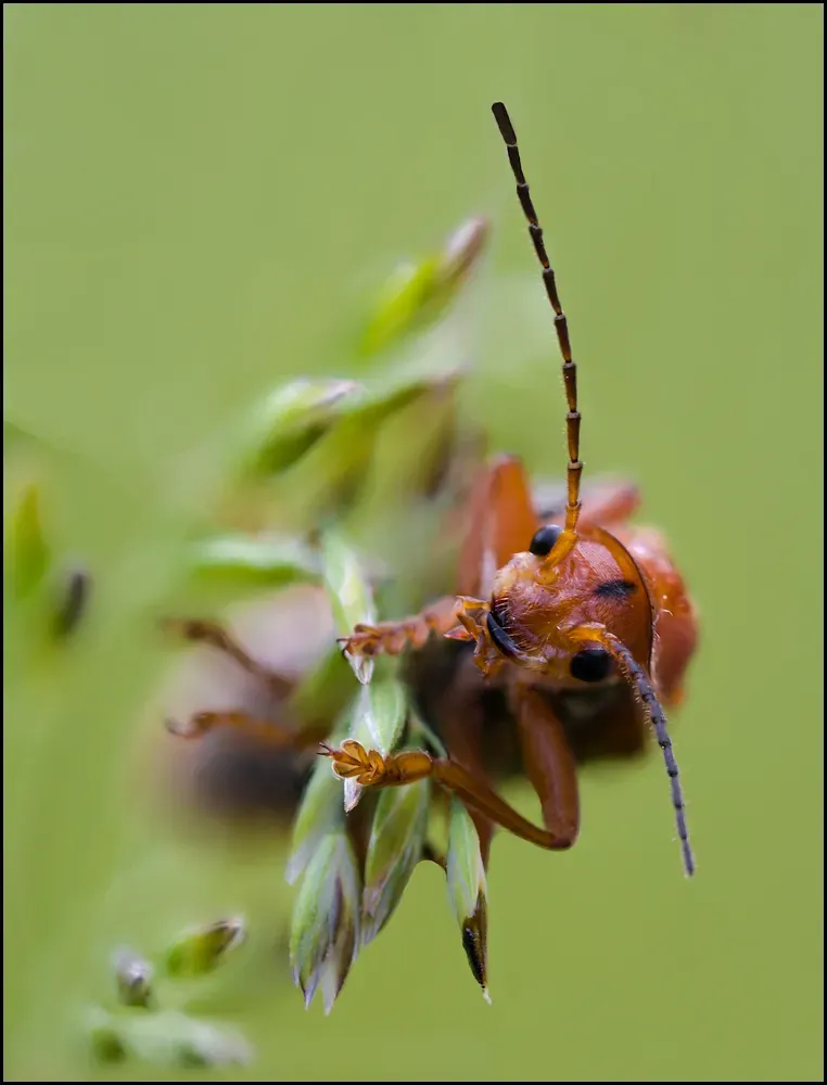 Soldier Beetles 15