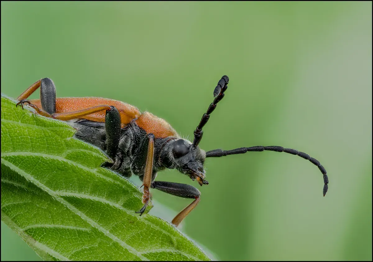 Soldier Beetles 16